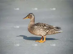 0€淵-九游官方平台